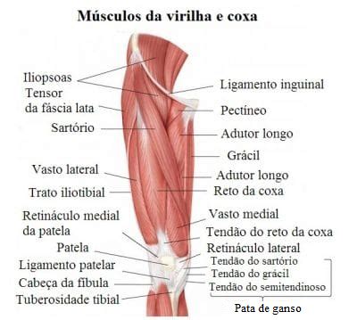 Dor Na Coxa E Na Virilha Anterior Ou Posterior Muscular E Rem Dios