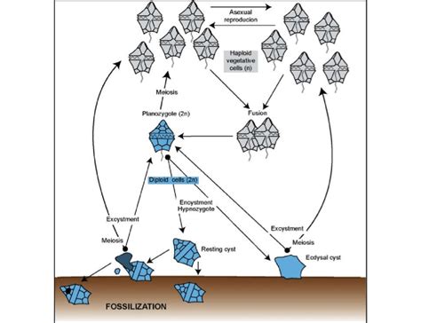 Synoptic Dinoflagellate Life Cycle Involving Sexual Reproduction And Download Scientific