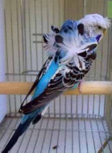 Budgies For Sale In Pakistan Low Prices Bajri Birds Parrots For Sale