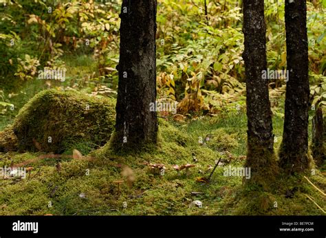 Moss Growing On Rocks And Trees In The Juneau Alaska Rain Forest Stock