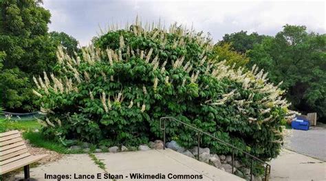 Types of Buckeye Trees with Their Flowers and Leaves (Pictures)