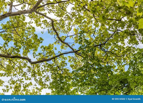 Tree Branches Looking Up With Green Leaves And Blue Sky Stock Photo