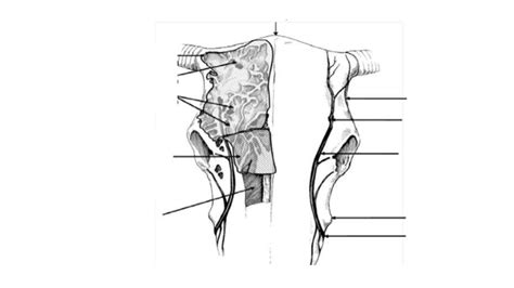 Diagram Bovine Paranasal Sinuses Diagram Quizlet