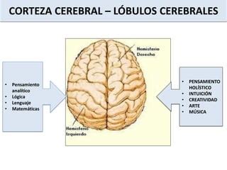 Corteza Cerebral Y M Dula Espinal Ppt