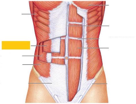 Muscular Anatomy Flashcards Quizlet