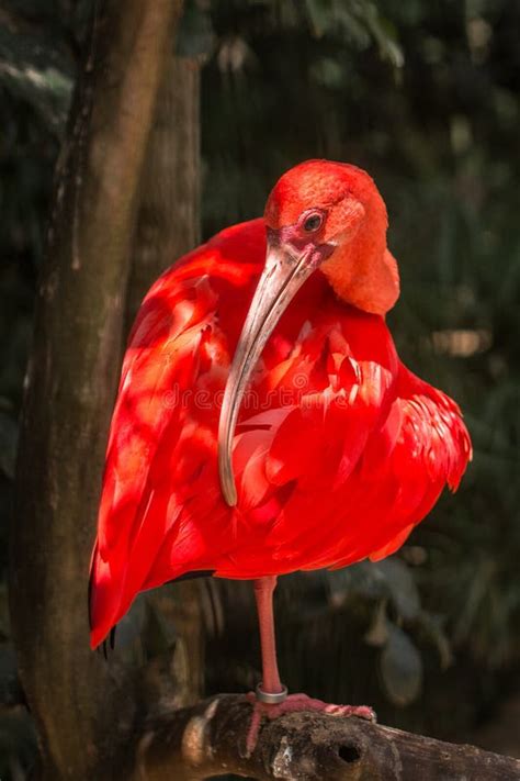 Wild Amazon Rainforest Bird Scarlet Ibis Eudocimus Ruber Wild