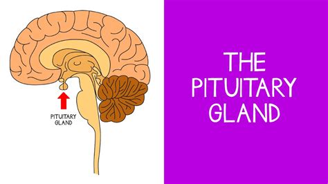 5 3 Endocrine The Pituitary Gland Youtube