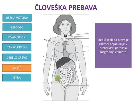 Ppt ČloveŠka Prebava Powerpoint Presentation Free Download Id5153696