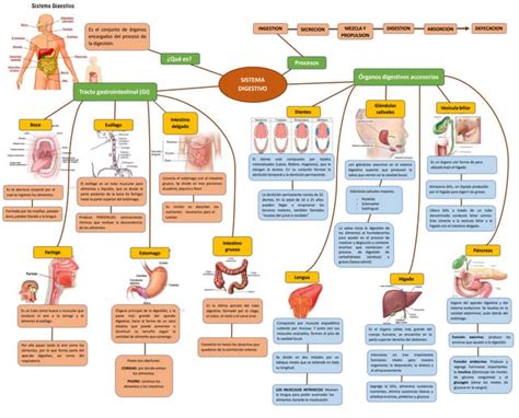 Mapa Conceptual Del Sistema Digestivopptx