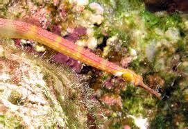 PIPEFISH: THE ULTIMATE CARE, DIET, HABITAT AND SPECIES GUIDE | FISH ...