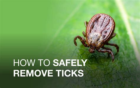 How To Safely Remove A Tick Fastaid