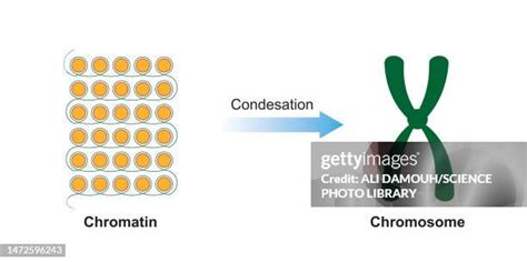 79 Chromatid Diagram Stock Photos, High-Res Pictures, and Images ...