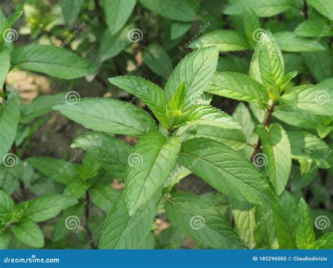 Peppermint Plant (Mentha Piperita Stock Image - Image of plant, plantae ...