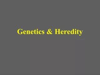 PPT Unit 6 Genetics Heredity Ch 8 Heredity Ch 11 Human