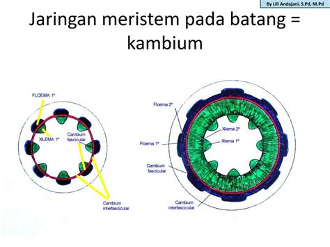 PPT SISTEM DALAM TUBUH TUMBUHAN PowerPoint Presentation Free