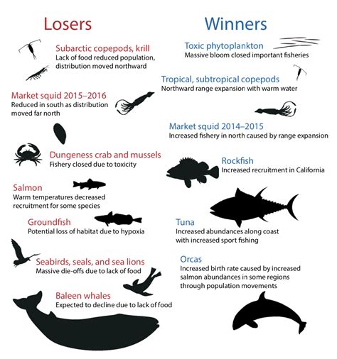 What Is A Marine Heatwave Center For Climate Change Impacts And