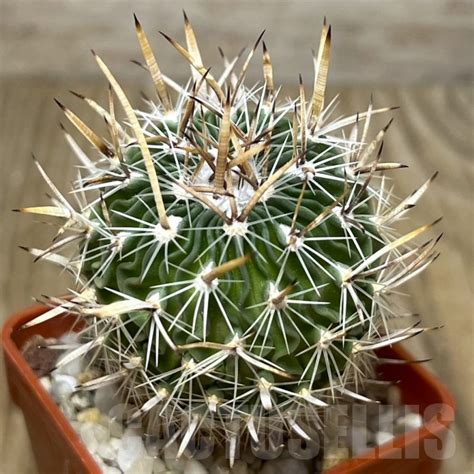 Stenocactus