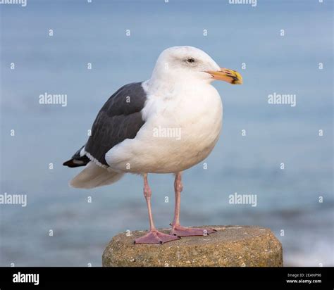 Western Gull Larus Occidentalis In Non Breeding Adult Plumage