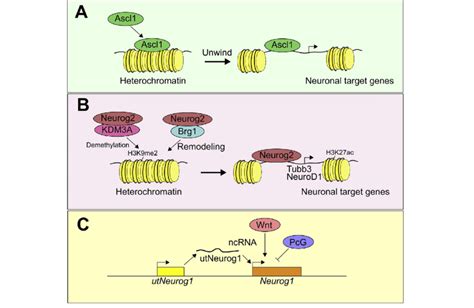 Epigenetic Regulation Of Bhlh Transcription Factors Different