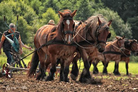 Historische Landbouw Nonke Buuske 2012