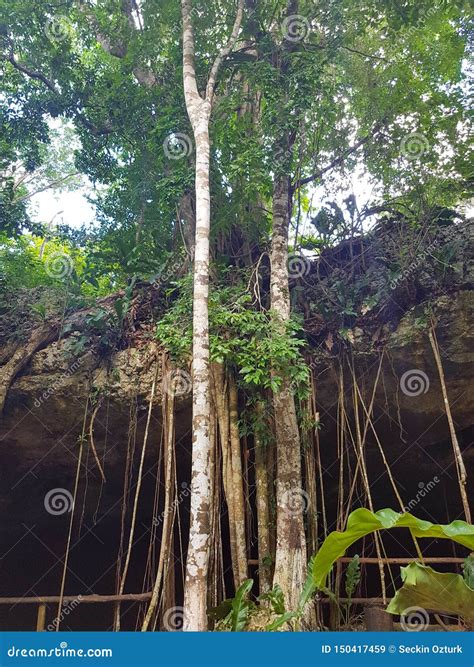 Mexican Banyan Tree in the Jungle Stock Image - Image of green, nature ...