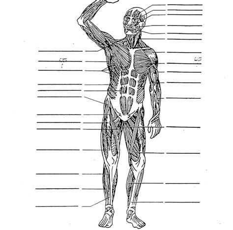 Muscular System Front Diagram Quizlet