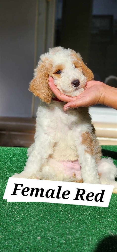 GIANT POODLE PUPPIES - Pet Finder Philippines - Buy and Sell Pets Online