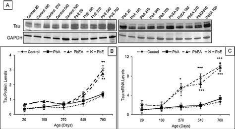 Total Tau Expression Across The Lifespan And Following Developmental