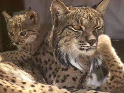 Cuatro ejemplares de lince ibérico se trasladan este miércoles al nuevo