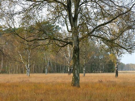 Hymn To The Birch Trees Duvenstedter Brook Hamburg Germa Flickr