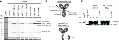 Tumor Associated And Microbial Proteases Compromise Host Igg Effector