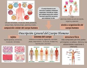 Estructura Y Funcional De Ser Humano OBJETIVOS DE APRENDIZAJE