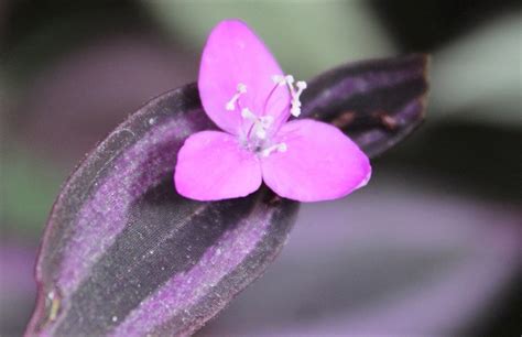 Álbum 200 violeta flor tipos Abzlocal mx