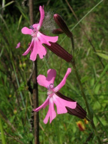 Silene Pendula Specie Della Flora Italiana