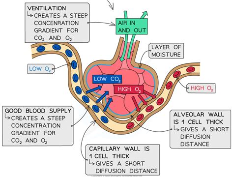 Adaptations Of The Alveoli Edexcel Gcse Biology Revision