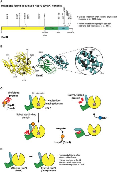 Hsp Dnak Protein Folding Cycle And Features Of Evolved Variants