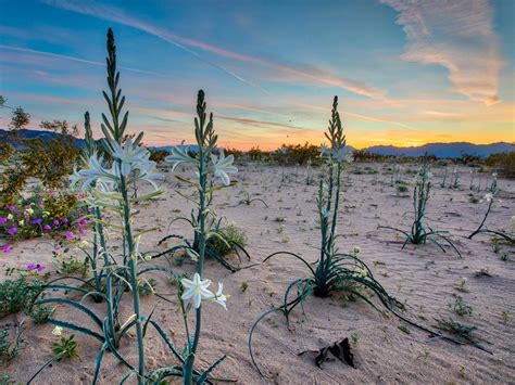 Esencia Floral de Desert Lily (Lirio del Desierto) – poderfloral.com