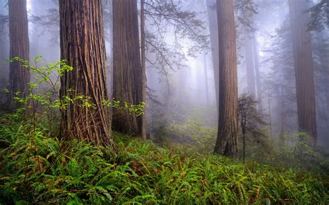 Redwood Forest HD Wallpaper - WallpaperSafari