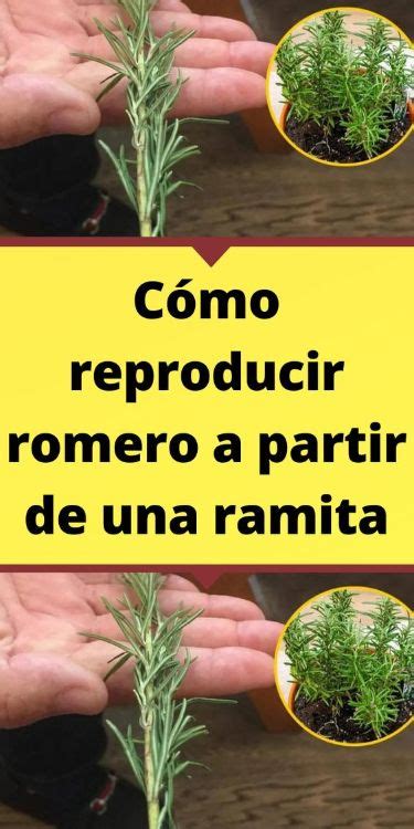 IDEAS PARA CULTIVAR ROMERO DE MANERA SENCILLA Flower Garden Design