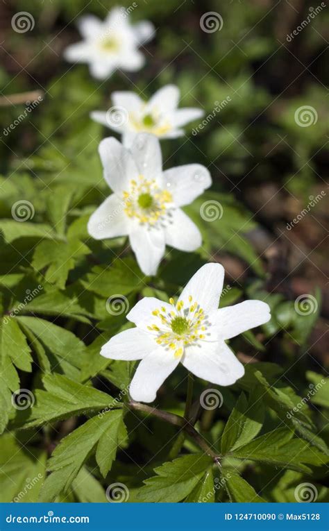 Anemoner Anemonnemorosa I Typisk Ljus Skog Arkivfoto Bild Av Natur