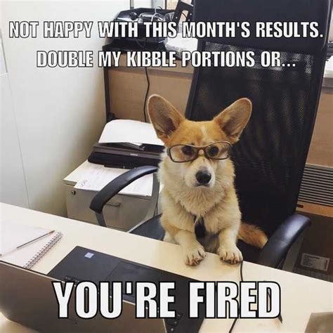 pin  wikimemes  work memes work memes office humor dogs