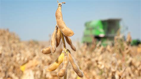 Maximizing Soybean Yields Ontario Grain Farmer