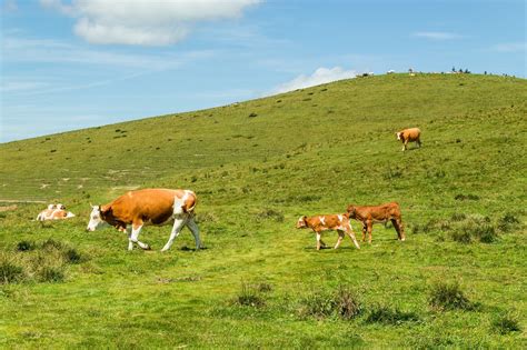 Sapi Padang Rumput Langit Foto Gratis Di Pixabay Pixabay