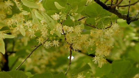 Linden Flower Tea Benefits