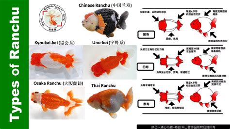 How to tell Different TYPE of RANCHU Goldfish 👉 - YouTube