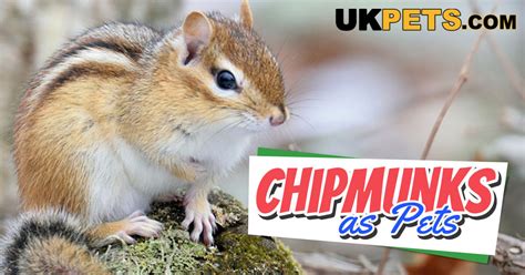 Chipmunks as Pets | UK Pets