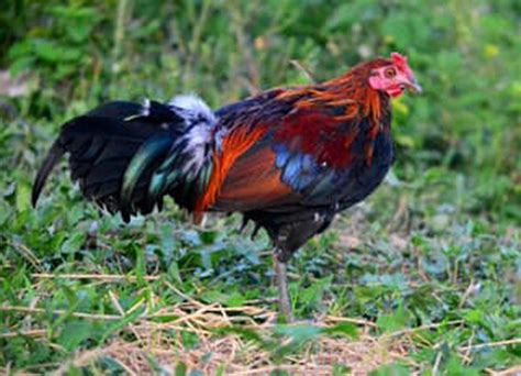 Farming Heritage Chicken Breeds Of The Philippines Living In Pangasinan Guide To Your New Home