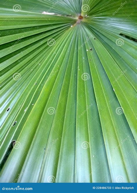 La Textura De La Hoja De Palma Se Toma De Cerca Imagen De Archivo Imagen De Palma Flor 228486733