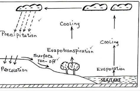 With The Aid Of Labelled Diagrams Differentiate Between A Convergent