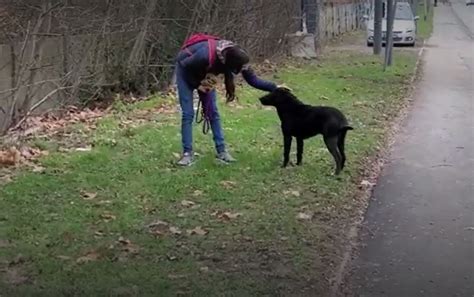 Elle Se Battait Pour Adopter Un Chien Errant Une Habitante De Lille